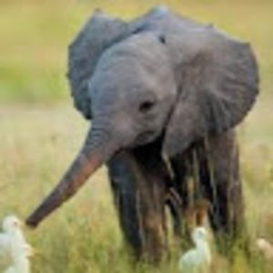 Meet your Posher, Alena